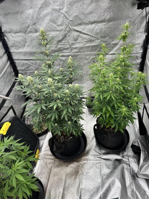 Frosteez Farmz Slurpeez Auto. Week 6