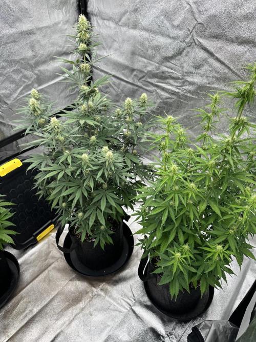 Frosteez Farmz Slurpeez Auto. Week 6