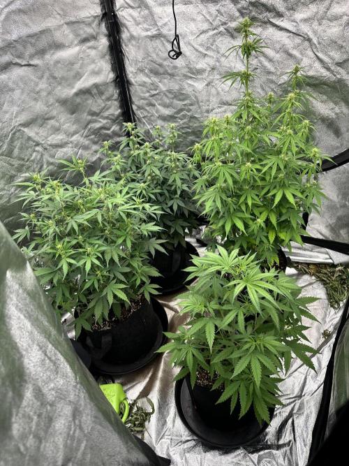 Frosteez Farmz Slurpeez Auto. Week 6