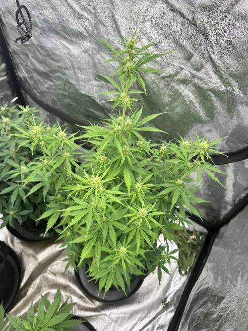 Frosteez Farmz Slurpeez Auto. Week 6