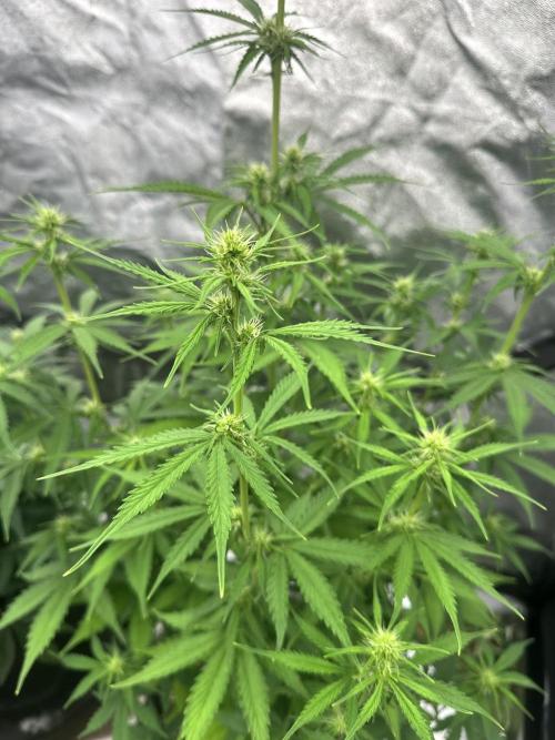 Frosteez Farmz Slurpeez Auto. Week 6