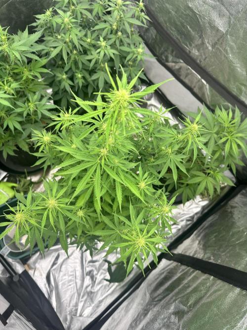 Frosteez Farmz Slurpeez Auto. Week 6