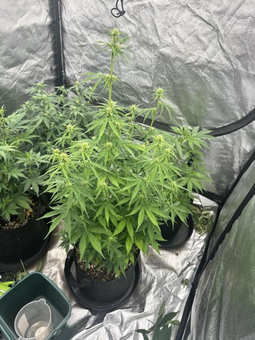 Frosteez Farmz Slurpeez Auto. Week 6