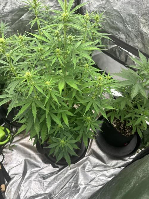 Frosteez Farmz Slurpeez Auto. Week 6