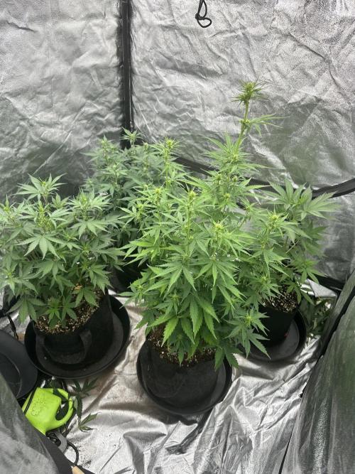 Frosteez Farmz Slurpeez Auto. Week 6