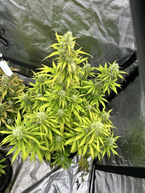 Frosteez Farmz Slurpeez Auto. Week 7