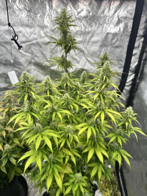 Frosteez Farmz Slurpeez Auto. Week 7