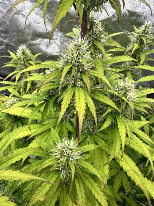 Frosteez Farmz Slurpeez Auto. Week 7