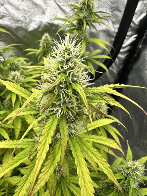 Frosteez Farmz Slurpeez Auto. Week 7