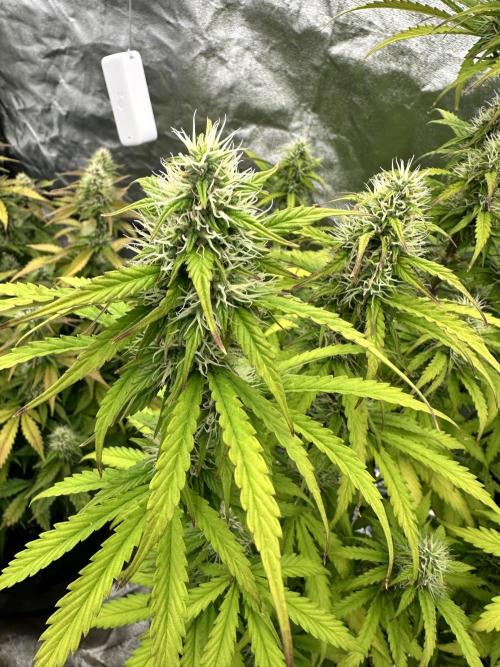 Frosteez Farmz Slurpeez Auto. Week 7