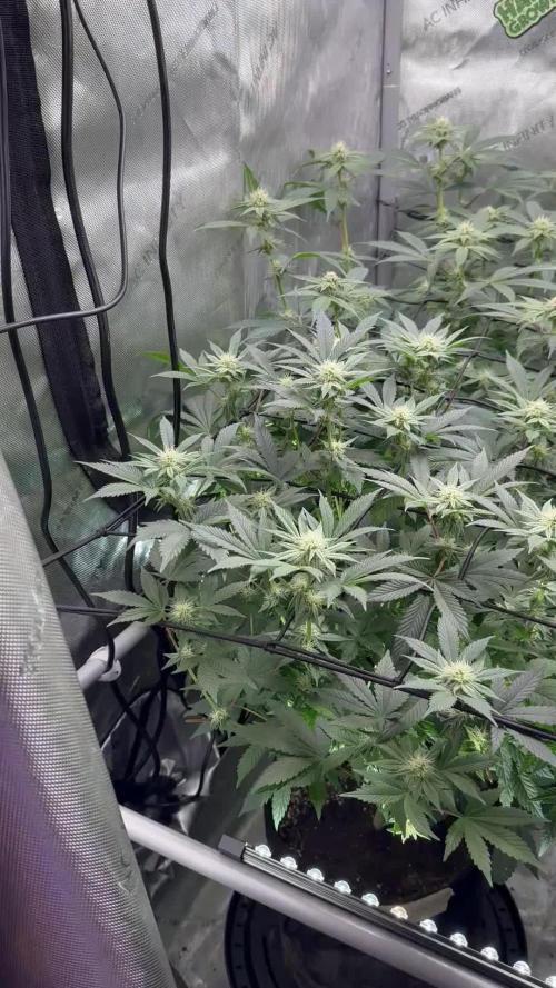 SolFire or no Fire