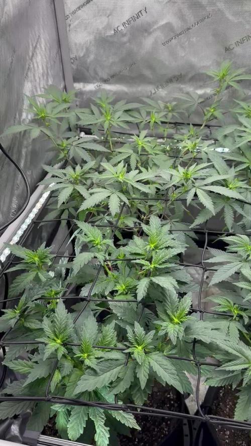 Pablo and Gary Runtz