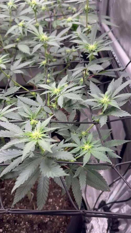 Pablo’s and MBR x GP