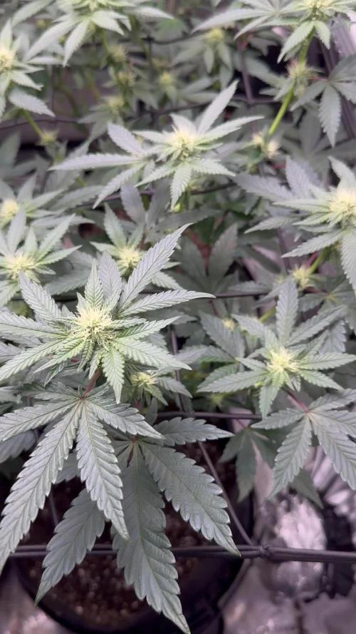 Pablo’s and MBR x GP