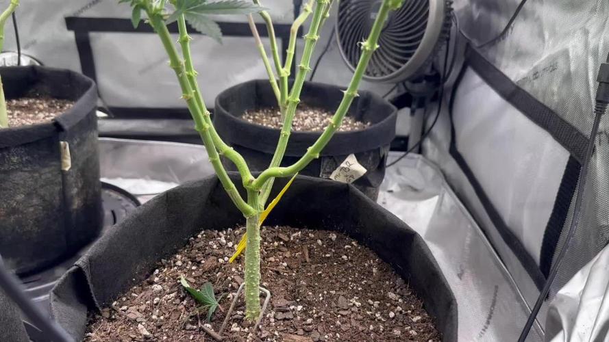 Pablo’s and MBR x GP