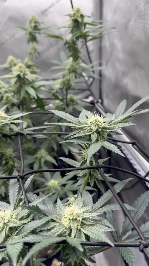 Pablo’s and MBR x GP