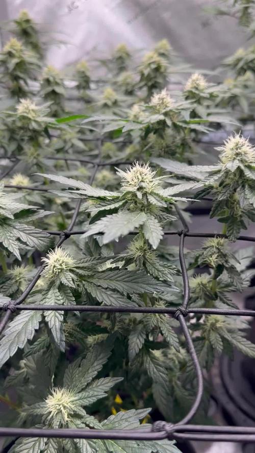 Pablo’s and MBR x GP