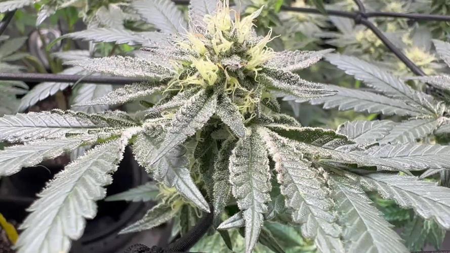 Pablo’s and MBR x GP