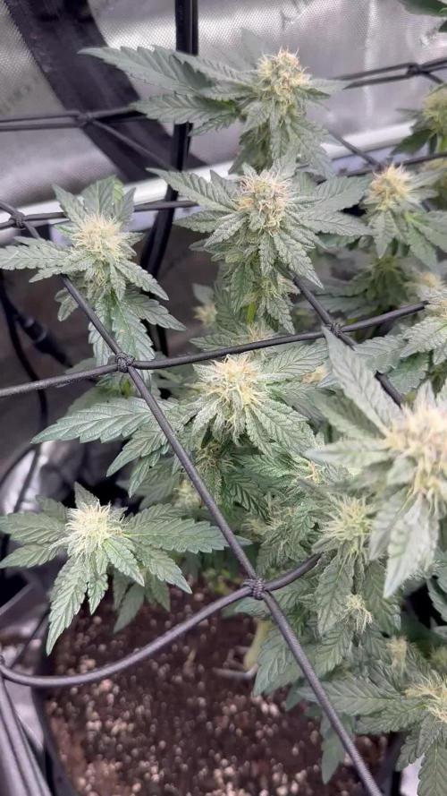 Pablo’s and MBR x GP