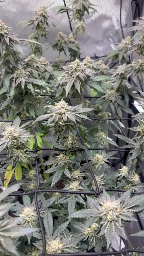 Pablo’s and MBR x GP