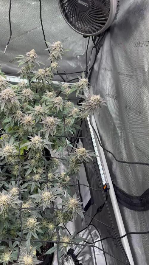 Pablo’s and MBR x GP