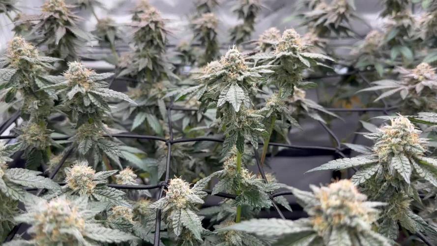 Pablo’s and MBR x GP