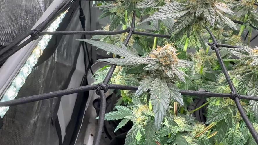 Pablo’s and MBR x GP