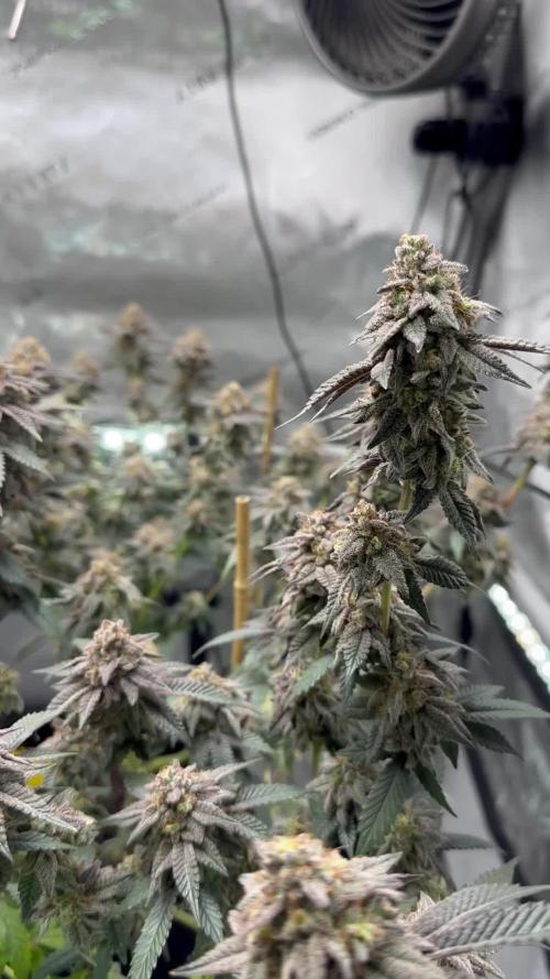 Pablo’s and MBR x GP