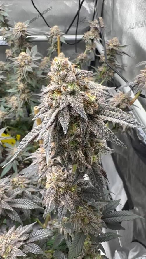 Pablo’s and MBR x GP