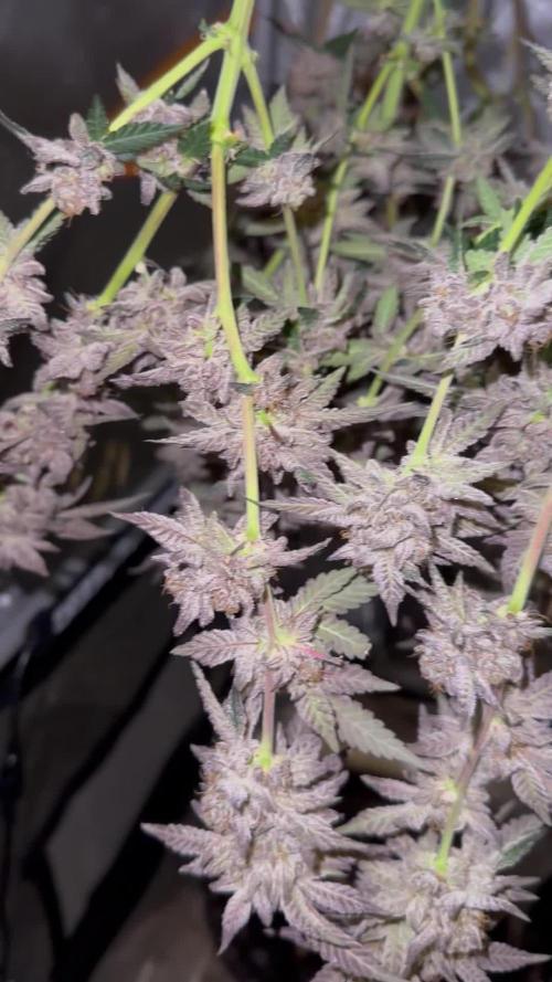 Pablo’s and MBR x GP