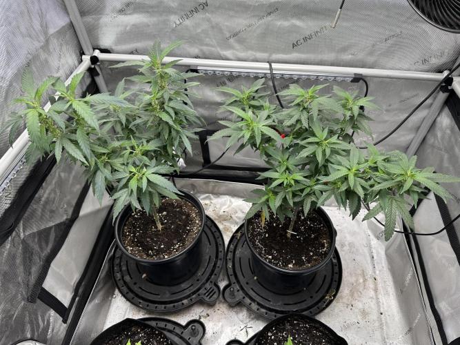 Ebb and Flow- Frozen J’s. Week 12