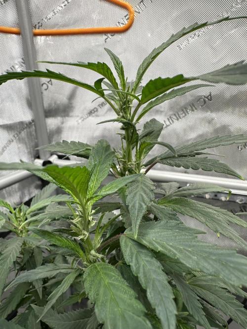 Ebb and Flow- Frozen J’s. Week 12 - They revegged for some reason