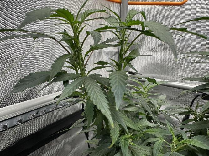 Ebb and Flow- Frozen J’s. Week 12 - They revegged for some reason