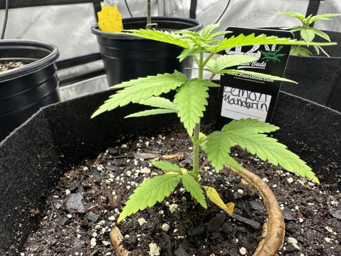 Lemon Mandarin- 42 fast buds. Week 2
