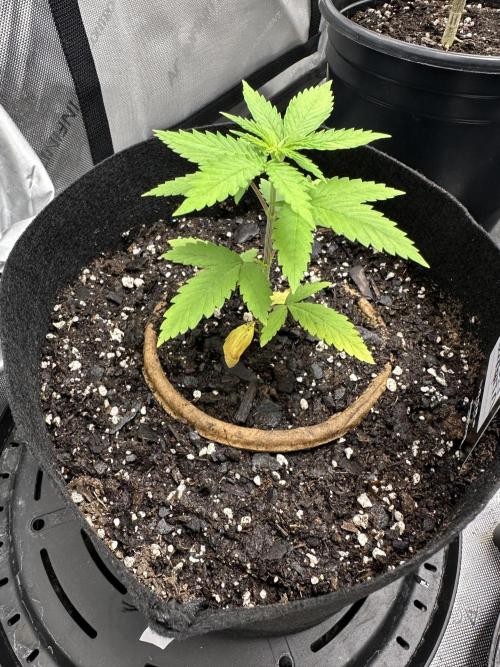 Lemon Mandarin- 42 fast buds. Week 2