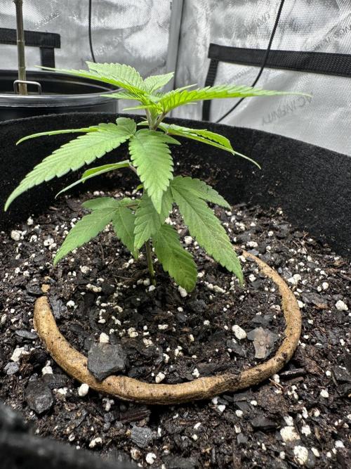 Cap Junky S1. Week 2