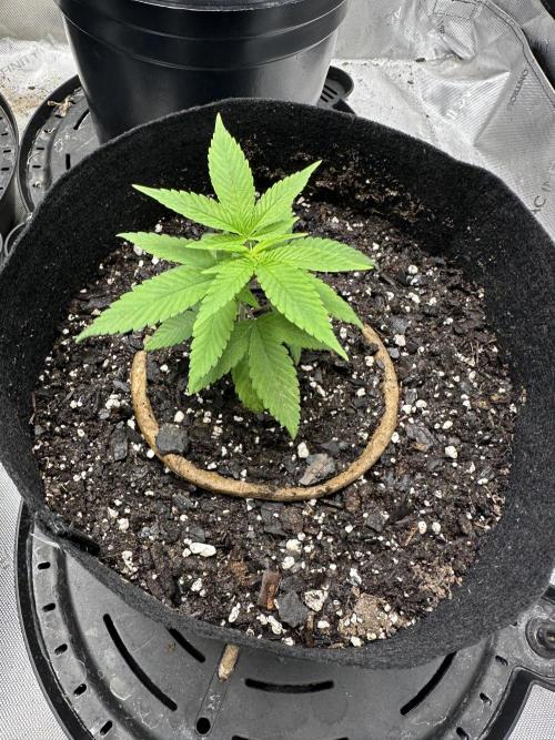 Cap Junky S1. Week 2