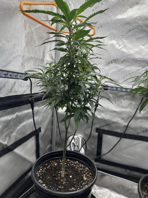 Ebb and Flow- Frozen J’s. Week 12