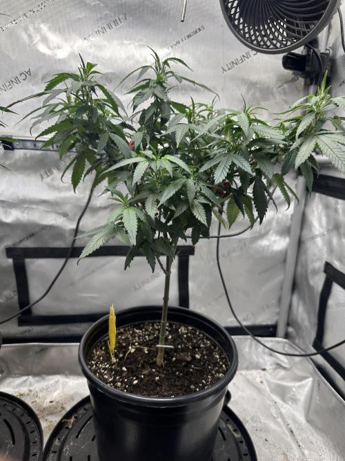 Ebb and Flow- Frozen J’s. Week 12