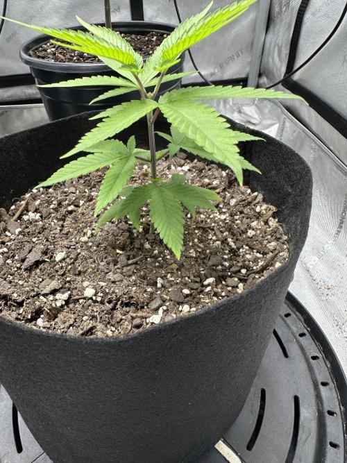 Cap Junky S1. Week 3