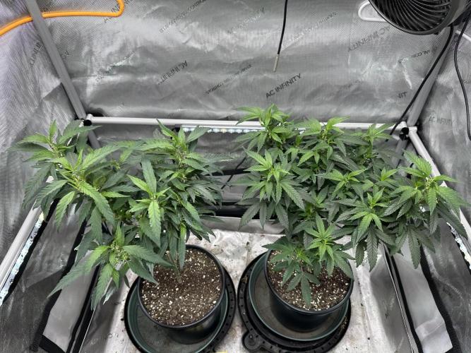 Ebb and Flow- Frozen J’s. Week 13