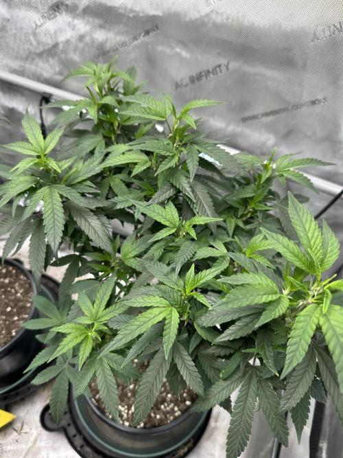 Ebb and Flow- Frozen J’s. Week 13