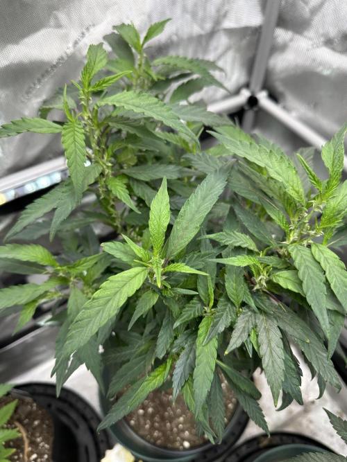 Ebb and Flow- Frozen J’s. Week 13