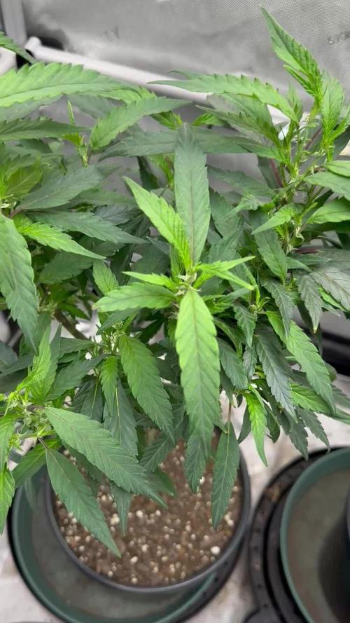 Ebb and Flow- Frozen J’s