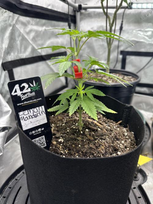 Lemon Mandarin- 42 fast buds. Week 4