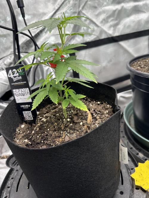 Lemon Mandarin- 42 fast buds. Week 4