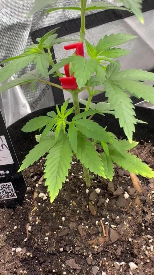 Lemon Mandarin- 42 fast buds