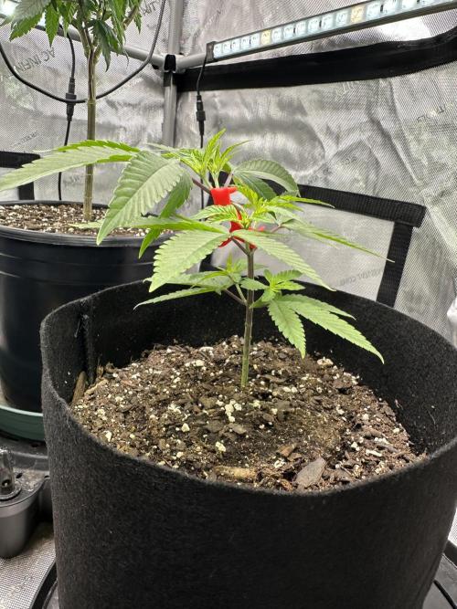 Cap Junky S1. Week 4