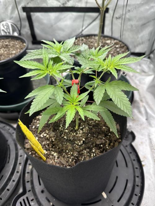 Cap Junky S1. Week 5