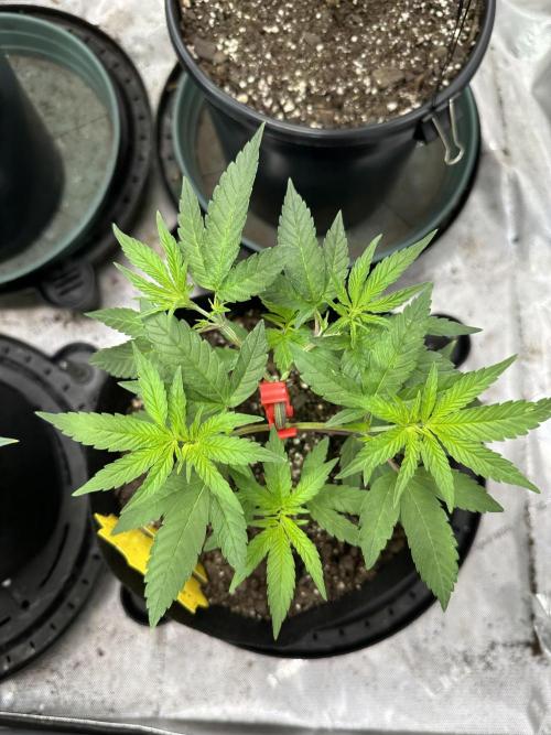 Cap Junky S1. Week 5